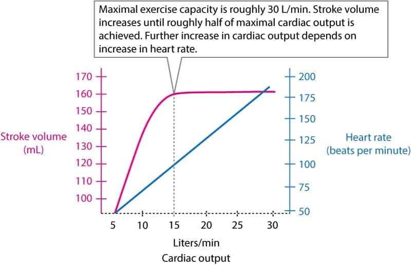 Figure 1. The relationship between heart rate, stroke volume and cardiac output during exercise.