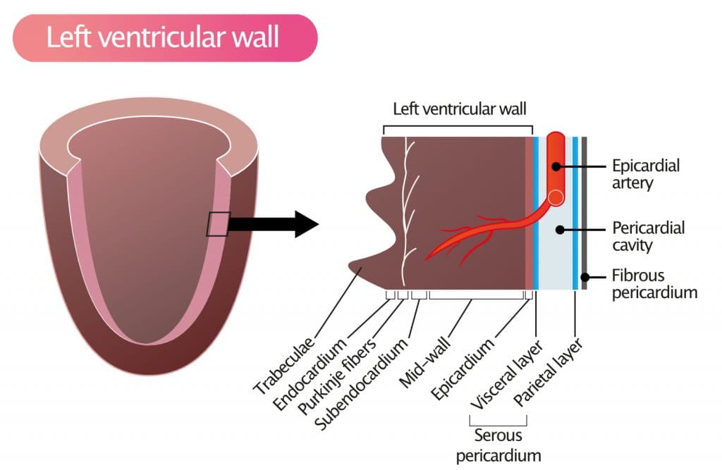 Figure 1. Layers of the left ventricular wall, pericardium and ventricular cavity.