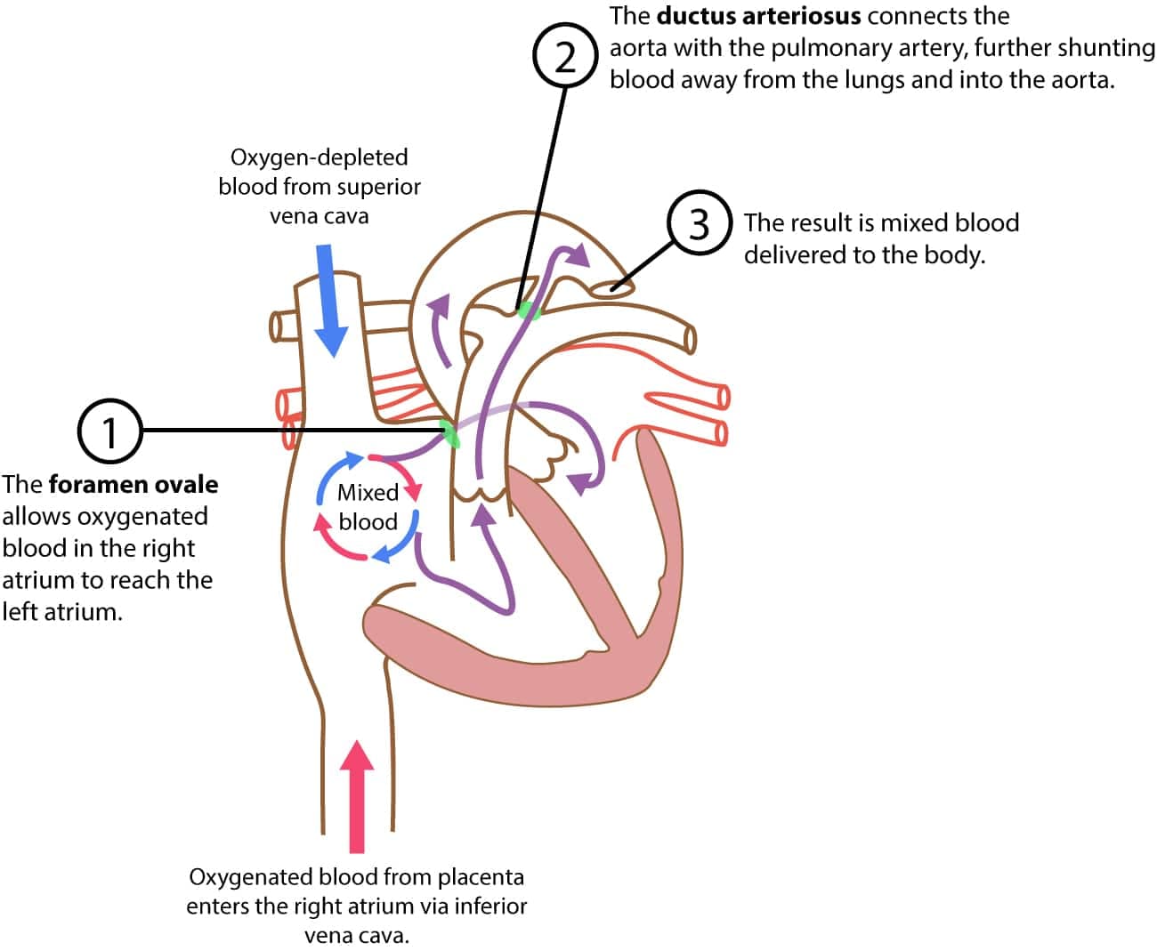 Figure 2. The fetal circulation.